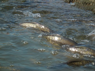 DRJ: Karp w Dolinie Baryczy - 8