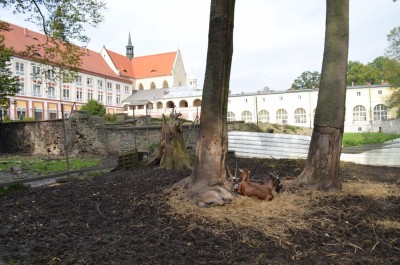 Henryków na Kulturowym Szlaku Dolnego Śląska (ZDJĘCIA) - 51