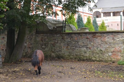 Henryków na Kulturowym Szlaku Dolnego Śląska (ZDJĘCIA) - 52