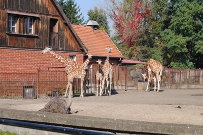 Wrocławianie testowali afrykarium (ZDJĘCIA, FILMY) - 0