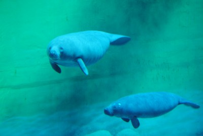 Wrocławianie testowali afrykarium (ZDJĘCIA, FILMY) - 10