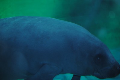 Wrocławianie testowali afrykarium (ZDJĘCIA, FILMY) - 12