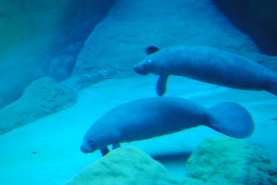 Wrocławianie testowali afrykarium (ZDJĘCIA, FILMY) - 13