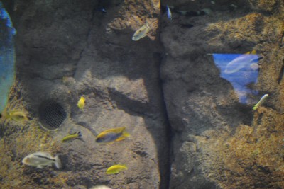 Wrocławianie testowali afrykarium (ZDJĘCIA, FILMY) - 16