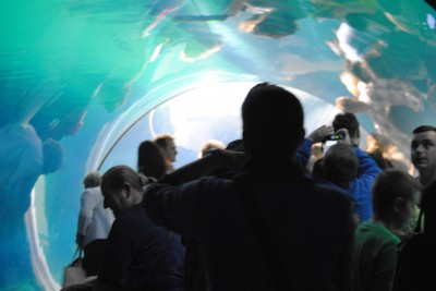 Wrocławianie testowali afrykarium (ZDJĘCIA, FILMY) - 21