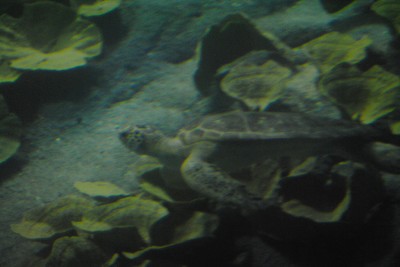 Wrocławianie testowali afrykarium (ZDJĘCIA, FILMY) - 23