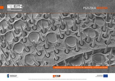 Sztuka spod mikroskopu. Zobaczcie niezwykłe zdjęcia - 5
