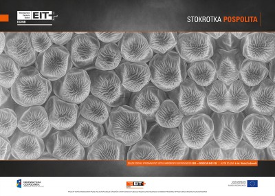 Sztuka spod mikroskopu. Zobaczcie niezwykłe zdjęcia - 6