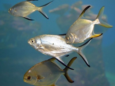 Wrocławskie Afrykarium ma nowych lokatorów (ZDJĘCIA) - 9