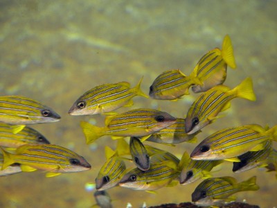 Wrocławskie Afrykarium ma nowych lokatorów (ZDJĘCIA) - 10