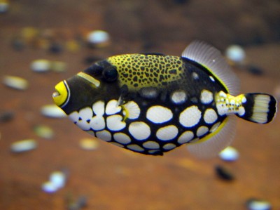 Wrocławskie Afrykarium ma nowych lokatorów (ZDJĘCIA) - 11