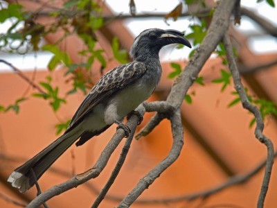 Wrocławskie Afrykarium ma nowych lokatorów (ZDJĘCIA) - 12