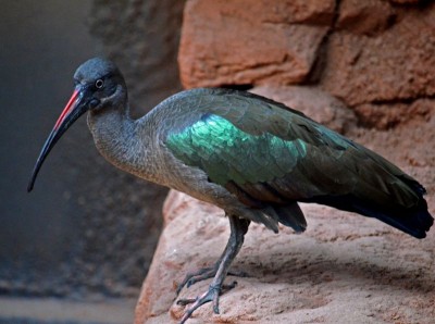 Wrocławskie Afrykarium ma nowych lokatorów (ZDJĘCIA) - 13