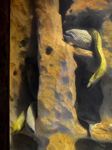 Wrocławskie Afrykarium ma nowych lokatorów (ZDJĘCIA) - 2