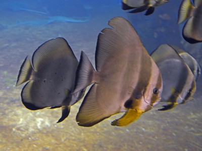 Wrocławskie Afrykarium ma nowych lokatorów (ZDJĘCIA) - 3