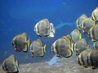 Wrocławskie Afrykarium ma nowych lokatorów (ZDJĘCIA) - 5