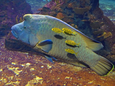 Wrocławskie Afrykarium ma nowych lokatorów (ZDJĘCIA) - 6