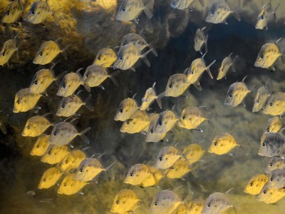 Wrocławskie Afrykarium ma nowych lokatorów (ZDJĘCIA) - 7