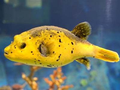 Wrocławskie Afrykarium ma nowych lokatorów (ZDJĘCIA) - 8