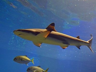 Wrocławskie Afrykarium ma nowych lokator&oacute;w (ZDJĘCIA)