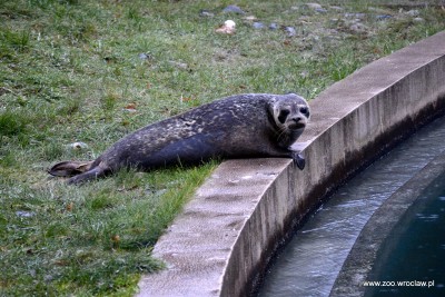 Ogród zoologiczny dostał pod choinkę foki (ZDJĘCIA) - 9