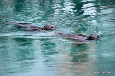 Ogród zoologiczny dostał pod choinkę foki (ZDJĘCIA) - 10