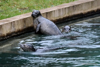 Ogród zoologiczny dostał pod choinkę foki (ZDJĘCIA) - 12