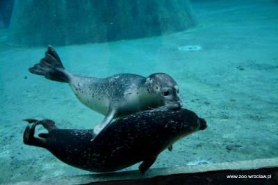 Ogród zoologiczny dostał pod choinkę foki (ZDJĘCIA) - 13