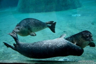 Ogród zoologiczny dostał pod choinkę foki (ZDJĘCIA) - 14
