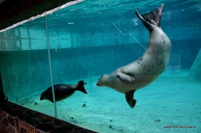 Ogród zoologiczny dostał pod choinkę foki (ZDJĘCIA) - 15
