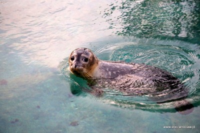 Ogród zoologiczny dostał pod choinkę foki (ZDJĘCIA) - 1