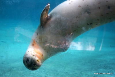 Ogród zoologiczny dostał pod choinkę foki (ZDJĘCIA) - 2