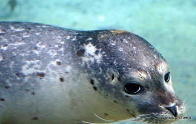 Ogród zoologiczny dostał pod choinkę foki (ZDJĘCIA) - 3