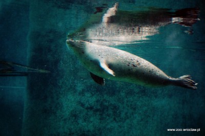 Ogród zoologiczny dostał pod choinkę foki (ZDJĘCIA) - 4