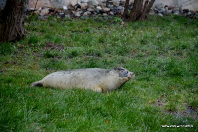 Ogród zoologiczny dostał pod choinkę foki (ZDJĘCIA) - 5