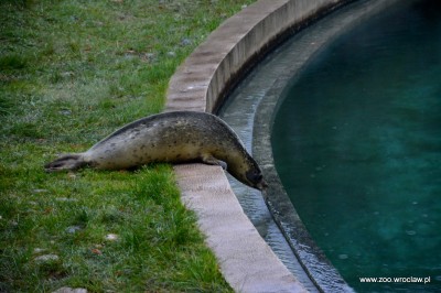 Ogród zoologiczny dostał pod choinkę foki (ZDJĘCIA) - 7