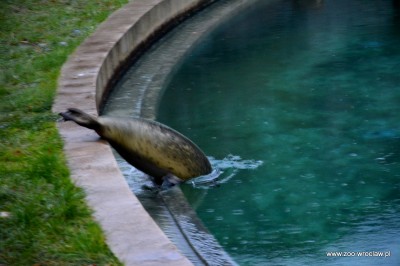 Ogród zoologiczny dostał pod choinkę foki (ZDJĘCIA) - 8