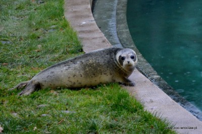 Ogr&oacute;d zoologiczny dostał pod choinkę foki (ZDJĘCIA)