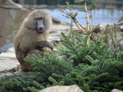 Trochę wiosny w środku zimy w ZOO (GALERIA ZDJĘĆ) - 9