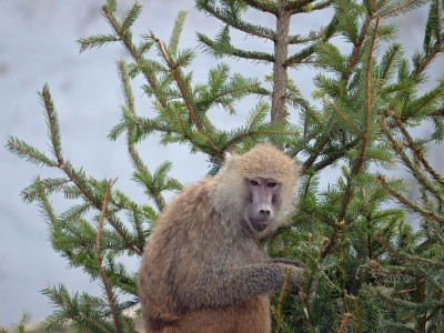 Trochę wiosny w środku zimy w ZOO (GALERIA ZDJĘĆ) - 10