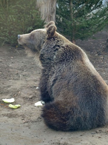 Trochę wiosny w środku zimy w ZOO (GALERIA ZDJĘĆ) - 11