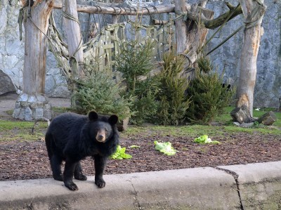 Trochę wiosny w środku zimy w ZOO (GALERIA ZDJĘĆ) - 12