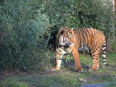 Trochę wiosny w środku zimy w ZOO (GALERIA ZDJĘĆ) - 4