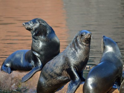 Trochę wiosny w środku zimy w ZOO (GALERIA ZDJĘĆ) - 6