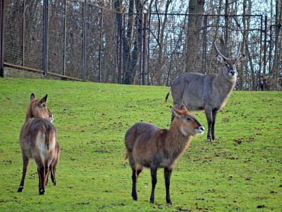 Trochę wiosny w środku zimy w ZOO (GALERIA ZDJĘĆ) - 7