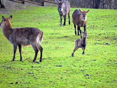 Trochę wiosny w środku zimy w ZOO (GALERIA ZDJĘĆ) - 8