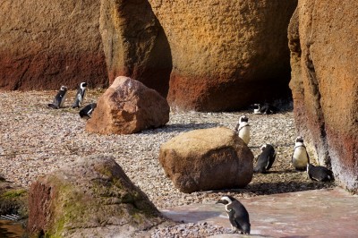 We wrocławskim ZOO po raz pierwszy wykluł się pingwin - 2
