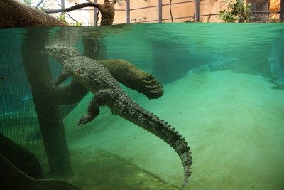 Wrocławskiego zoo patent na sukces (SŁUCHAJ) - 12