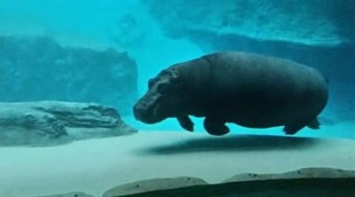 Wrocławskiego zoo patent na sukces (SŁUCHAJ) - 13