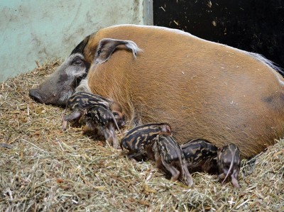 Petunia powiła sześcioraczki, lemury mają bliźniaki - 4
